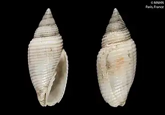 Scabricola desetangsii