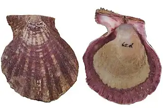 Azumapecten ruschenbergerii