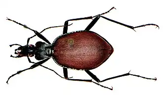 Scaphinotus angusticollis