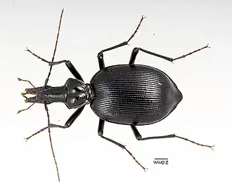 Scaphinotus longiceps