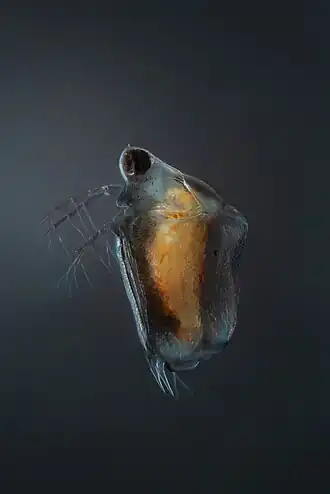 Scapholeberis mucronata