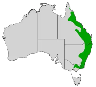 Scharlaken dwerghoningeter