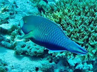 Scarus viridifucatus