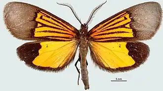 Thirmida dimidiata
