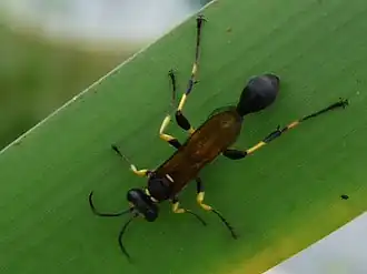 Sceliphron madraspatanum