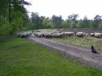 Schaapskudde in het Blauwe Bos