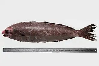 Schedophilus huttoni