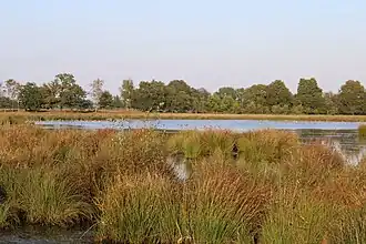Het brongebied van het Scheebroekenloopje