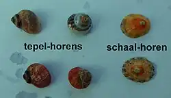 Tepel- en schaalhoren