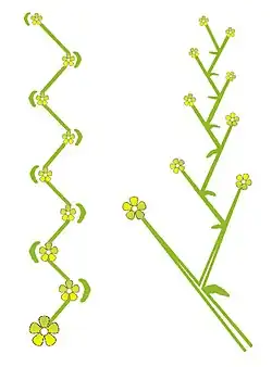 schichtboven- en zijaanzicht