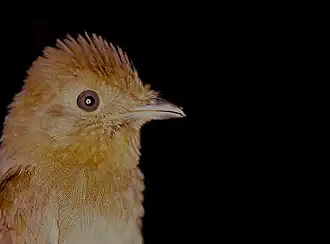 Roestvleugelschiffornis