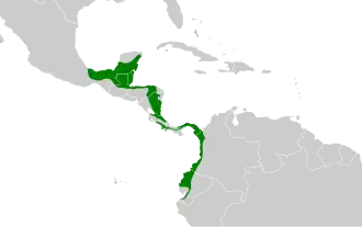 Noordelijke schiffornis