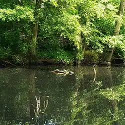 Foto van een rustige vijver in het Veltembos in Sint-Kruis. In het midden van het water ligt een kleine, drijvende boomstam waarop meerdere schildpadden naast elkaar zonnen. Rondom de vijver staan hoge bomen met frisgroen loof; hun stammen en bladeren weerspiegelen in het donkere wateroppervlak. De sfeer is stil en natuurlijk.