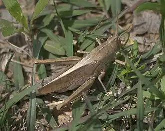 Schistocerca damnifica