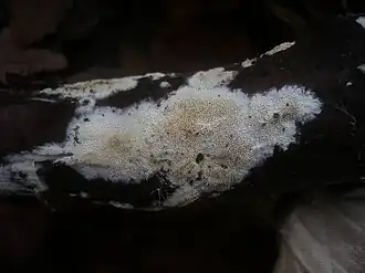 Abrikozenbuisjeszwam