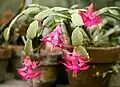 Schlumbergera ×buckleyi