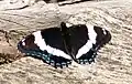 Limenitis arthemis
