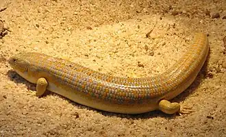 Schneiders skink
