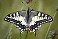 Papilio machaonKoninginnenpage
