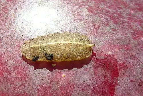 Op landplanten levende larve van een onbekende bladluisetende soort