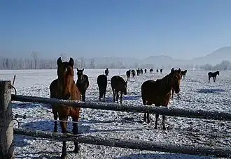 Zwitserse warmbloedpaarden