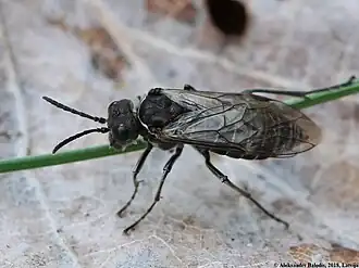 Sciapteryx consobrina