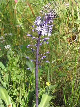 Scilla hyacinthoides