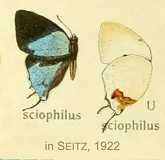 Iolaus sciophilus