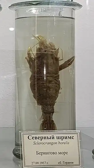 Sclerocrangon boreas