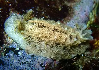 Sclerodoris apiculata