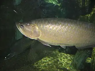 Scleropages jardinii