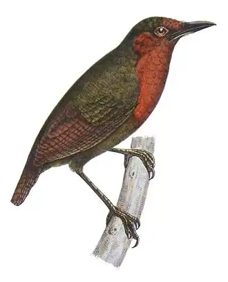 Kortsnavelbladkrabber