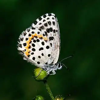 Scolitantides orionVetkruidblauwtje