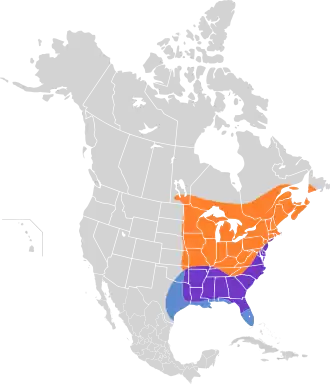 Amerikaanse houtsnip