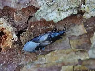 Scoloposcelis pulchella