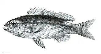 Scolopsis monogramma