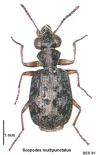 Scopodes multipunctatus
