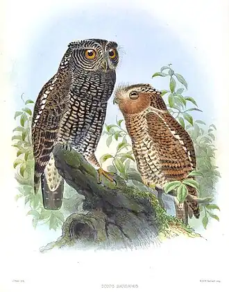 Santabarbaraschreeuwuil