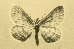 Scopula cajanderi
