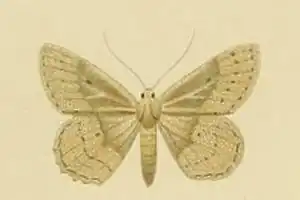 Scopula guancharia