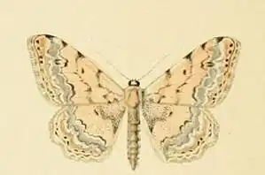 Scopula honestata