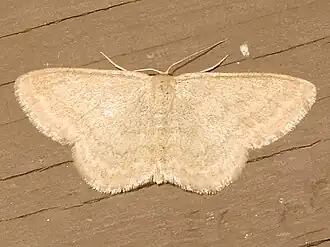 Scopula limboundata