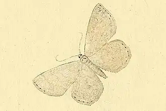 Scopula nemoraria