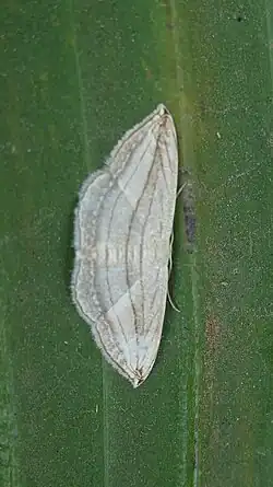 Scopula opicata