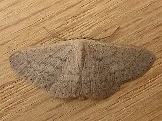 Scopula optivata