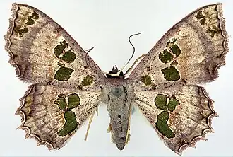 Antitrygodes parvimacula