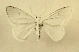 Scopula sacraria