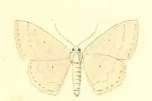 Scopula turbulentaria