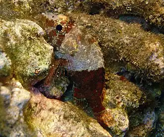 Scorpaenodes guamensis