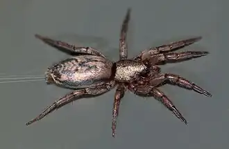 Scotophaeus pretiosus